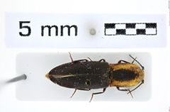 Foto (Dorsalansicht) von Lacon discoidea (Weber, 1801) (NHMW-ZOO-COL-0008148)